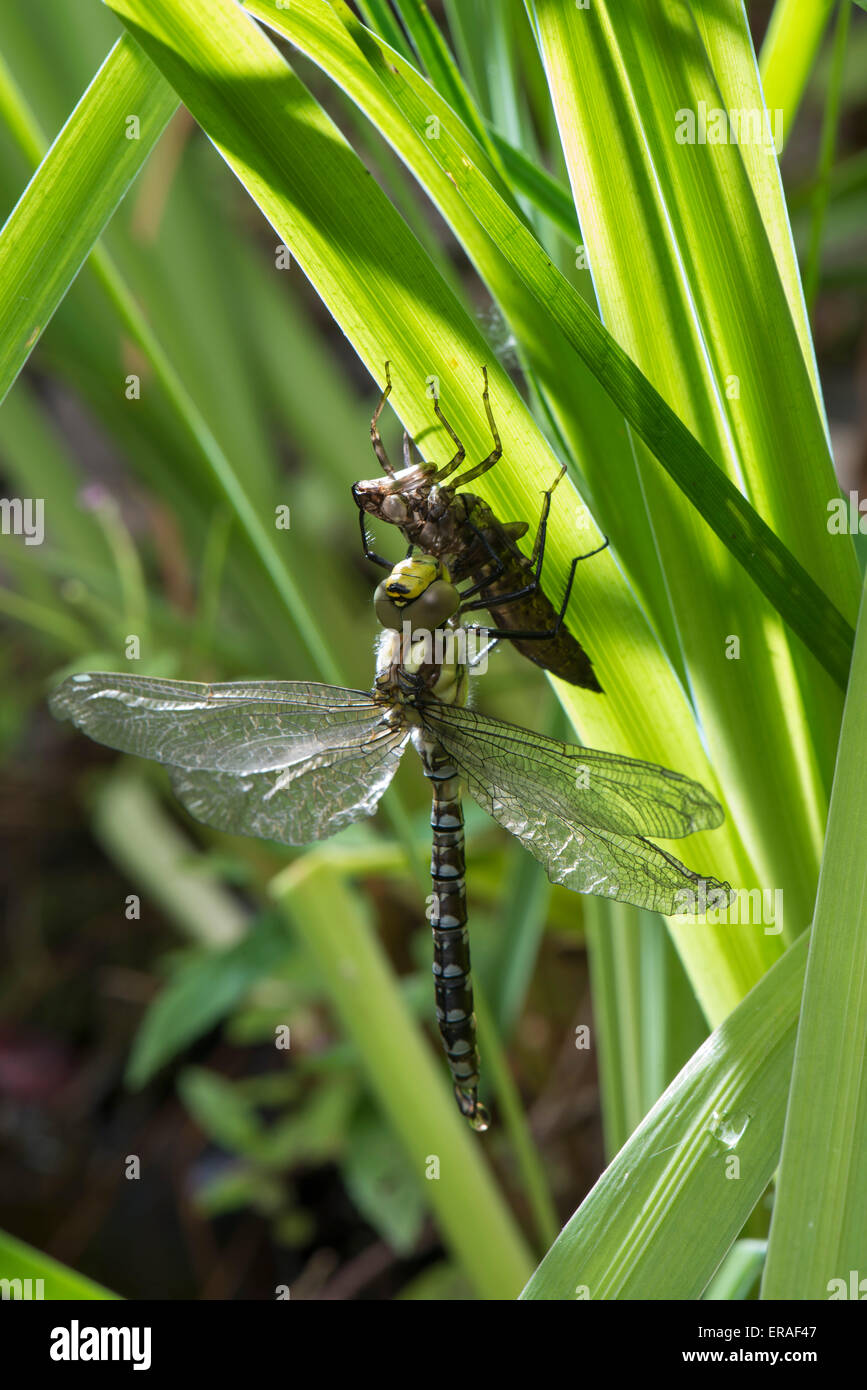 Le sud de hawker ou bleu darner dragonfly (Aeshna cyanea) émergeant de nymphe Banque D'Images