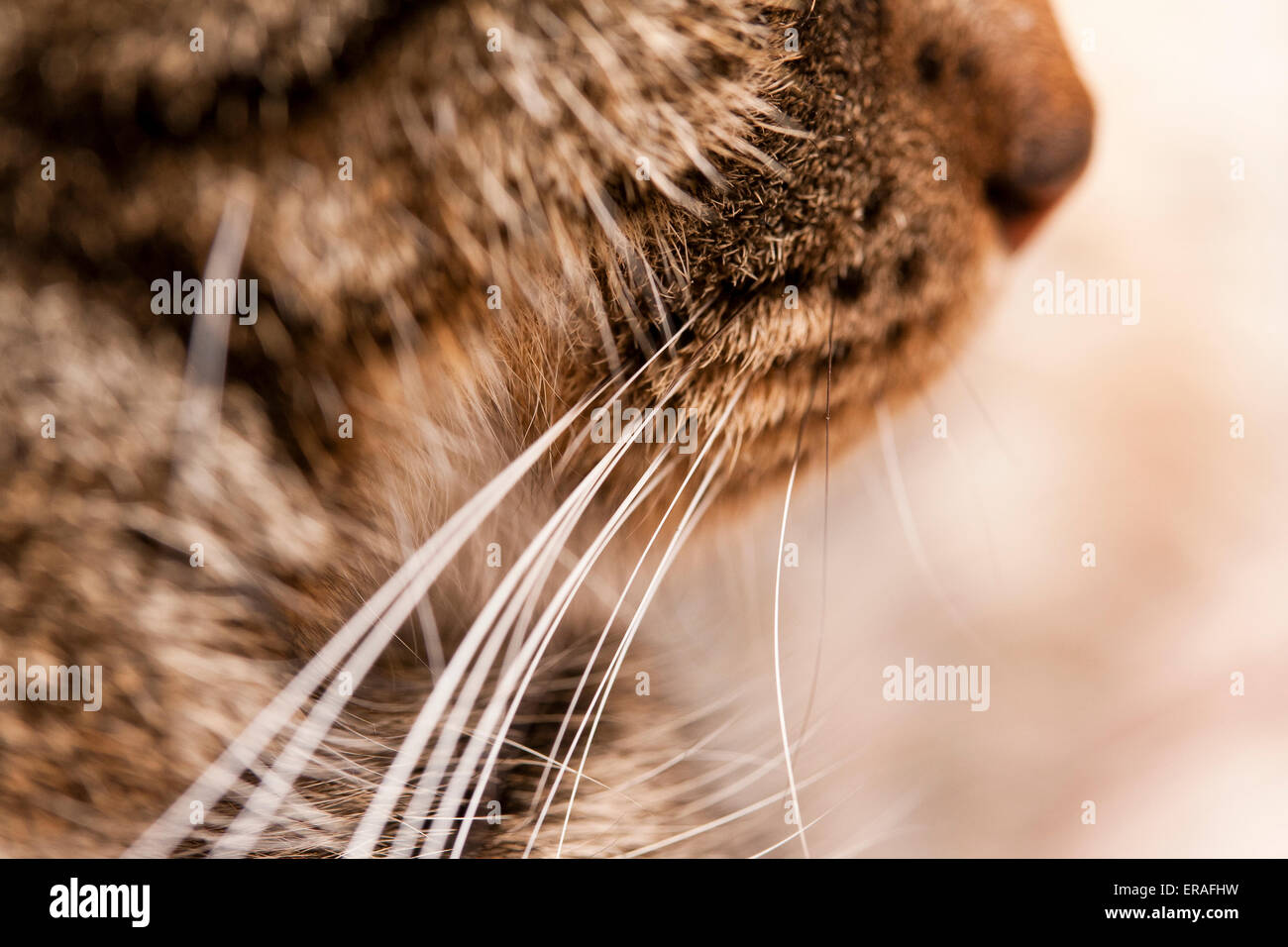 Un gros plan d'un Tabby cats whiskers et le nez sur le côté. Banque D'Images