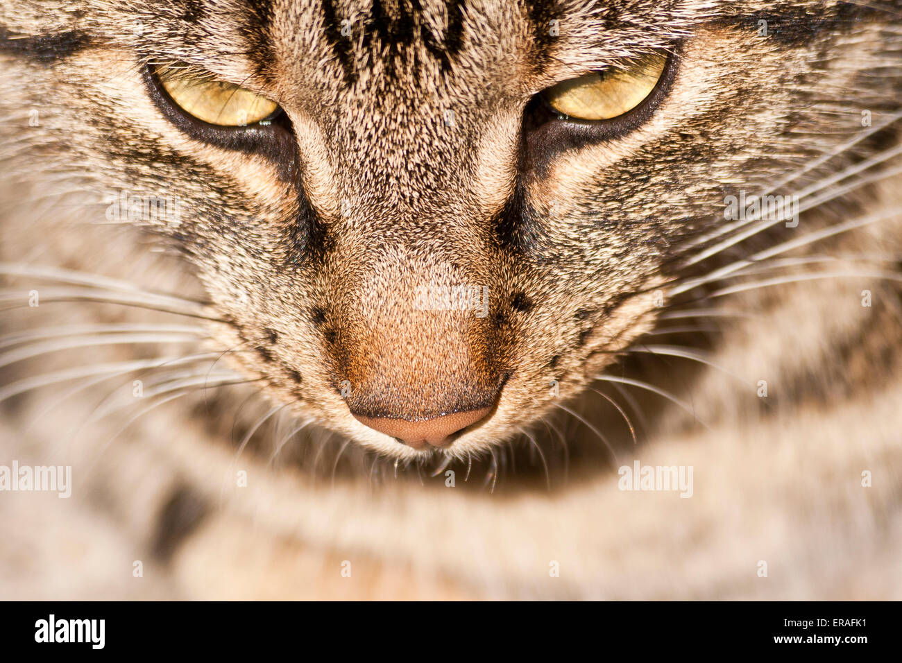 Un gros plan d'un Tabby Cats face à la regarder vers le bas.. Banque D'Images