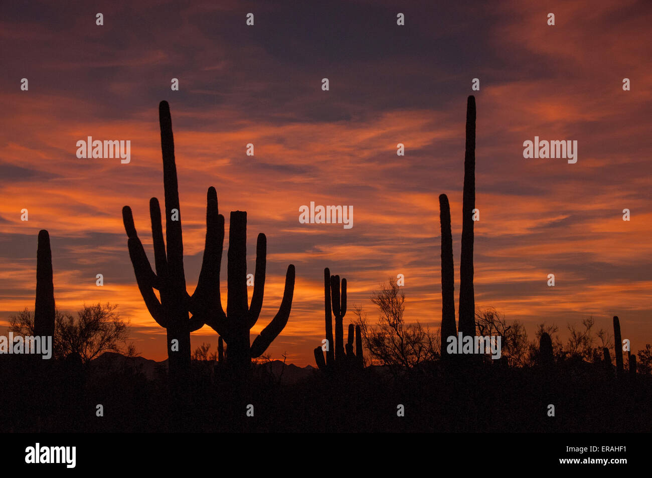 Cactus géant saguaro sont silhouetté contre un désert de Sonora au coucher du soleil. Saguaro National Park, près de Tucson, en Arizona. Banque D'Images