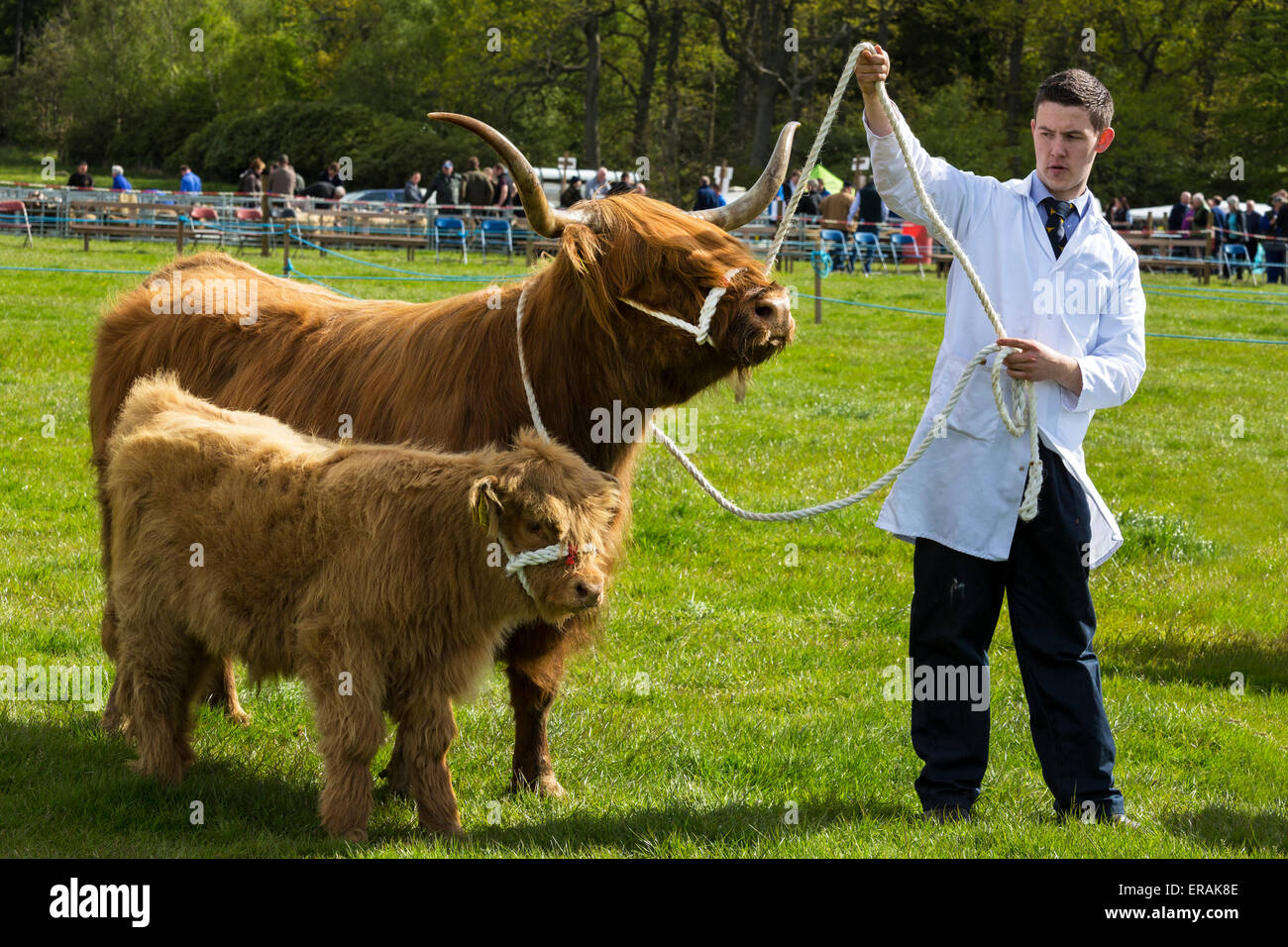 Agriculteur montrant une mère et son petit, Highland cattle, à un pays, près de Stirling, Glasgow, Écosse, Royaume-Uni Banque D'Images