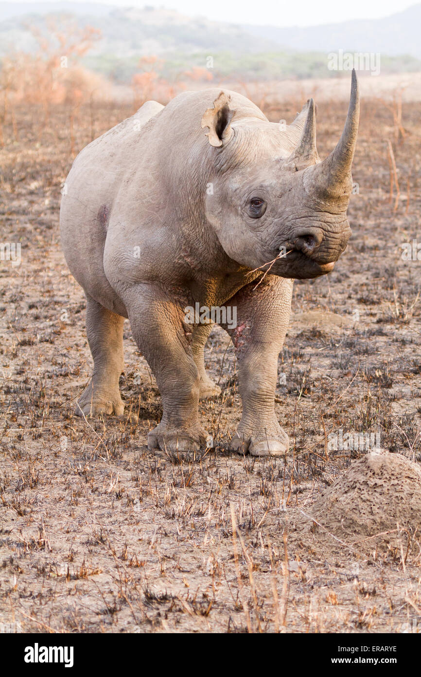 Homme rhinocéros noir (Diceros bicornis) charge, Phinda Private Game Reserve, Afrique du Sud Banque D'Images