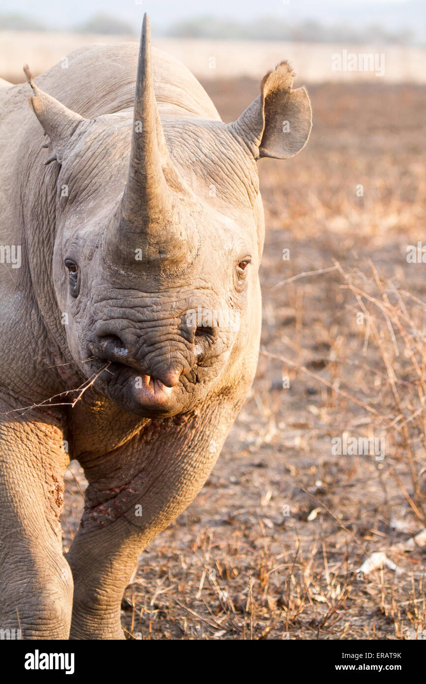 Homme rhinocéros noir (Diceros bicornis) charge, Phinda Private Game Reserve, Afrique du Sud Banque D'Images