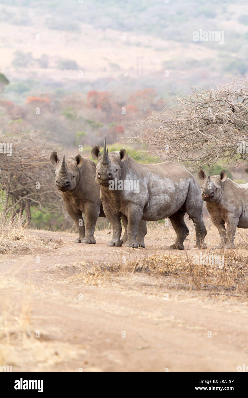 Famille maternelle groupe de trois avec rhinocéros noir (Diceros bicornis) veau, Phinda Private Game Reserve, Afrique du Sud Banque D'Images