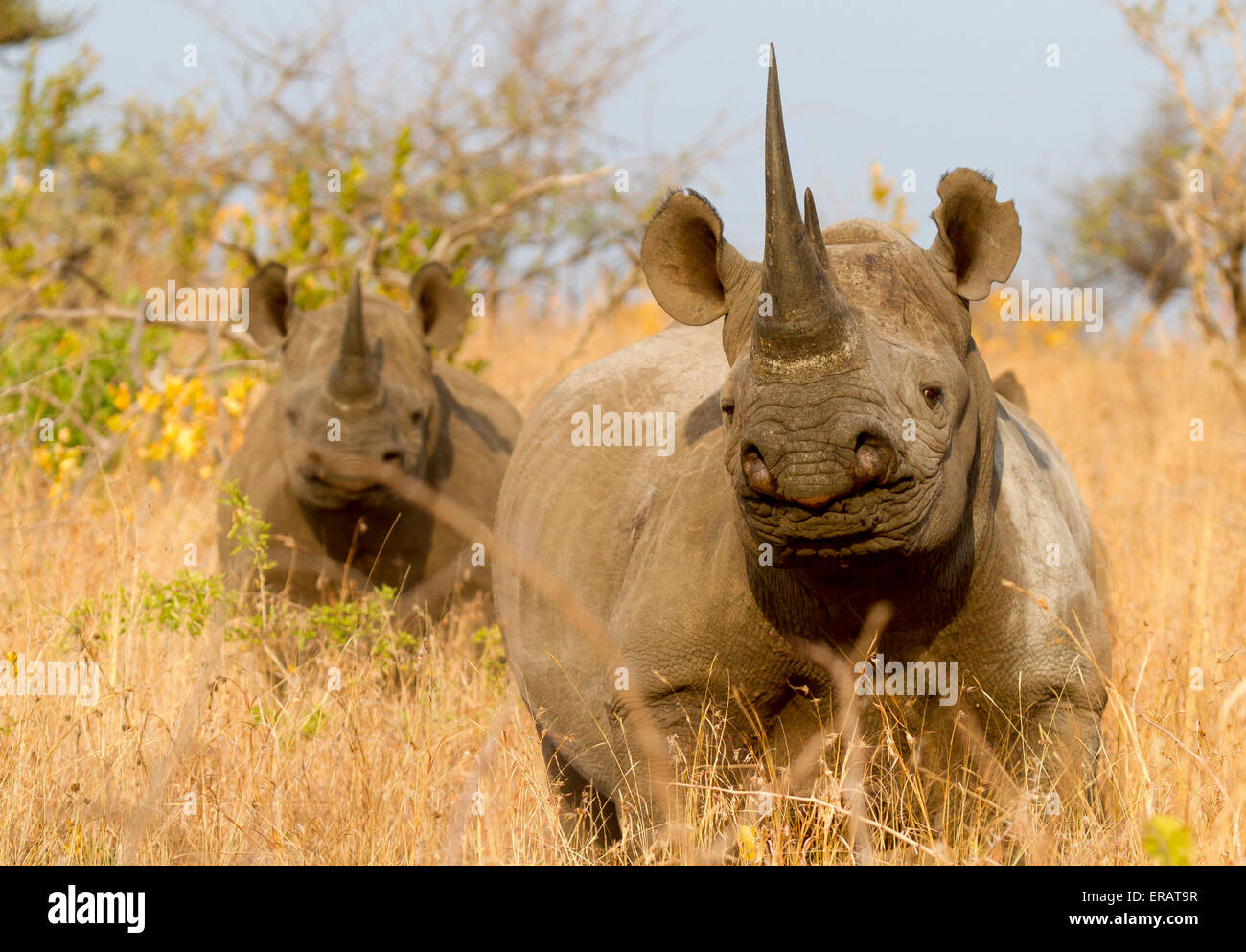 La famille maternelle de groupe avec rhinocéros noir (Diceros bicornis) veau, Phinda Private Game Reserve, Afrique du Sud Banque D'Images