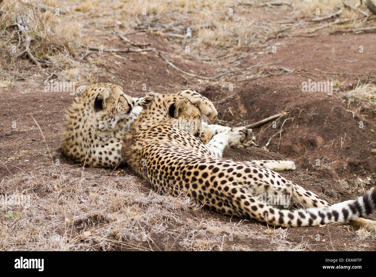 Cheetah cub Acinonyx jubatus, mère de toilettage, Afrique du Sud, Banque D'Images