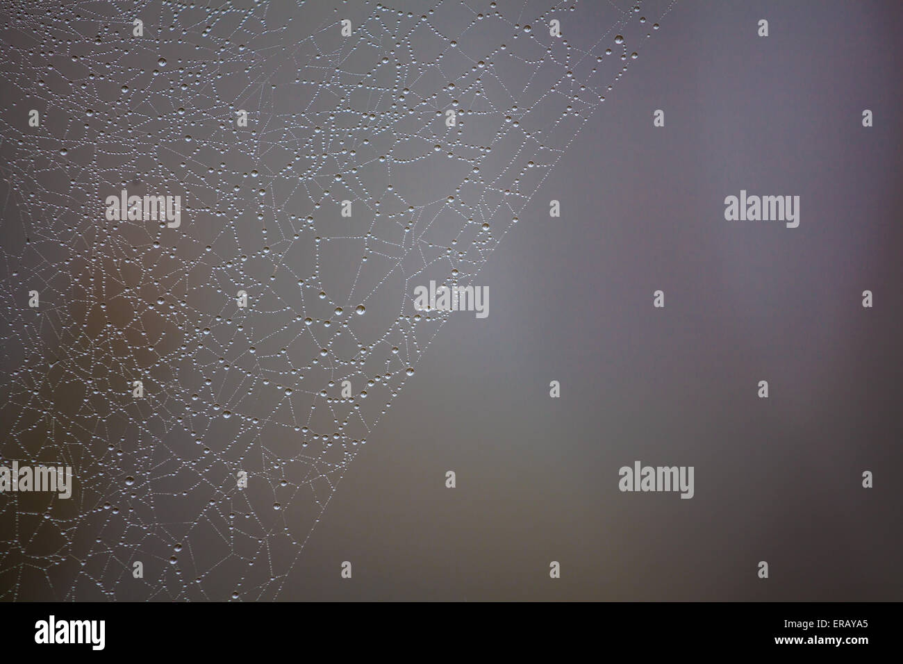 Gros plan extrême de Spiders web avec des gouttelettes d'eau sur elle Banque D'Images