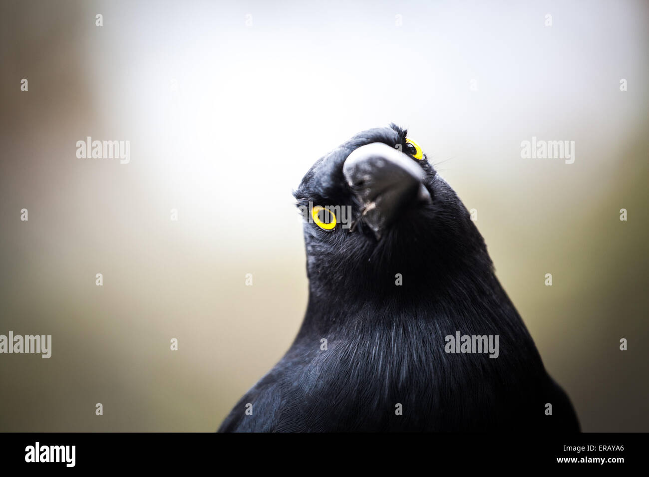 Pied d'oiseau australien Currawong, gros plan extrême. Banque D'Images