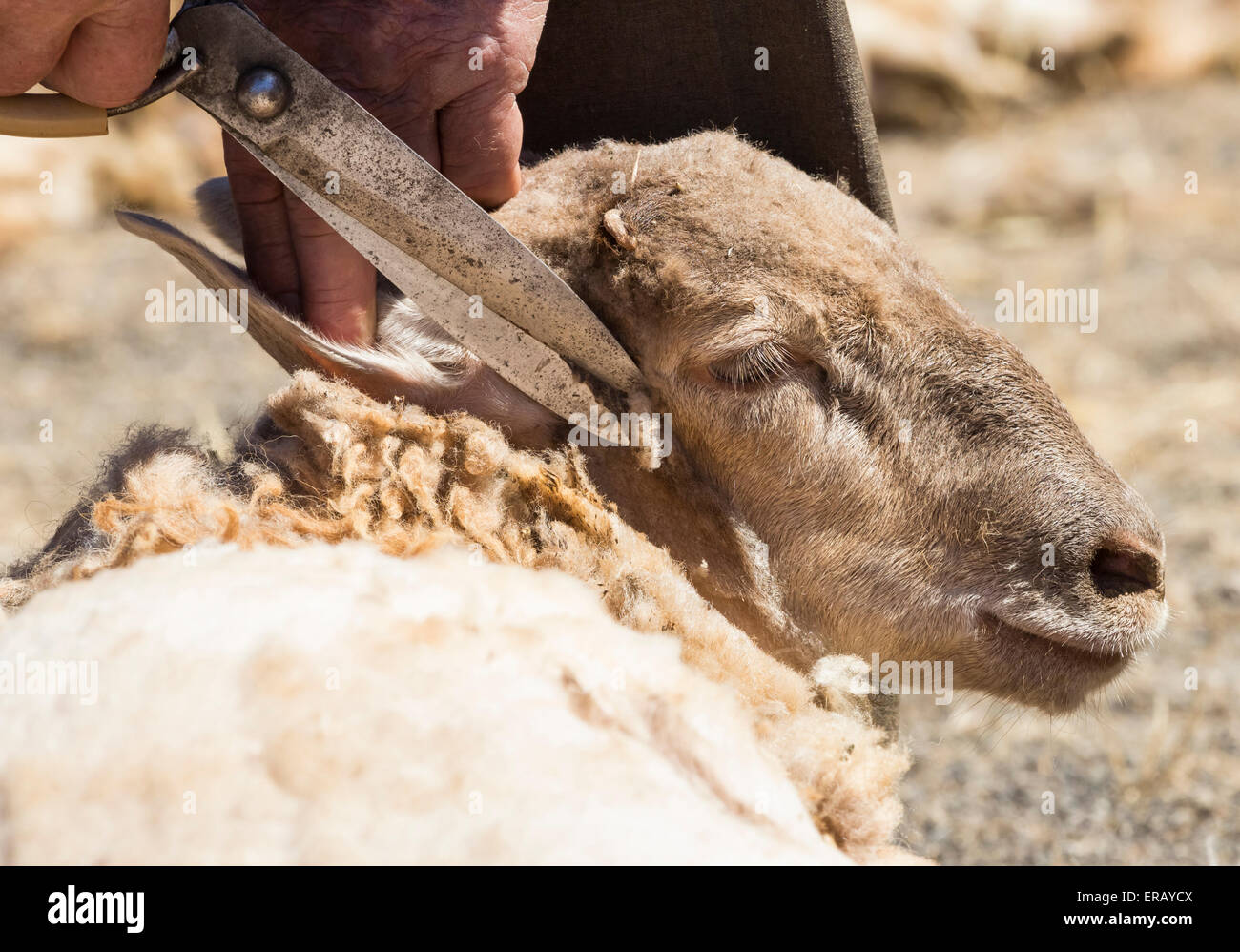 Samedi 30 mai 2015, Gran Canaria, Îles Canaries, Espagne. Un jeune garçon en costume traditionnel, la tonte des moutons comme plus de trente agriculteurs se rassemblent dans le village de montagne de moutons de cisaillement à la main à l'assemblée annuelle de la 'Fiesta' laine Lana (festival) sur ' Dia de Canarias" Journée nationale des Canaries. Credit : ALANDAWSONPHOTOGRAPHY/Alamy Live News Banque D'Images