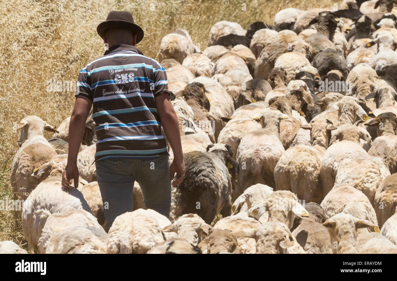Samedi 30 mai 2015, Gran Canaria, Îles Canaries, Espagne. Un berger prend son troupeau cisaillé retour aux pâturages de montagne après plus d'une trentaine d'agriculteurs se rassemblent dans le village de montagne de moutons de cisaillement à la main à l'assemblée annuelle de la 'Fiesta' laine Lana (festival) sur ' Dia de Canarias" Journée nationale des Canaries. Credit : ALANDAWSONPHOTOGRAPHY/Alamy Live News Banque D'Images