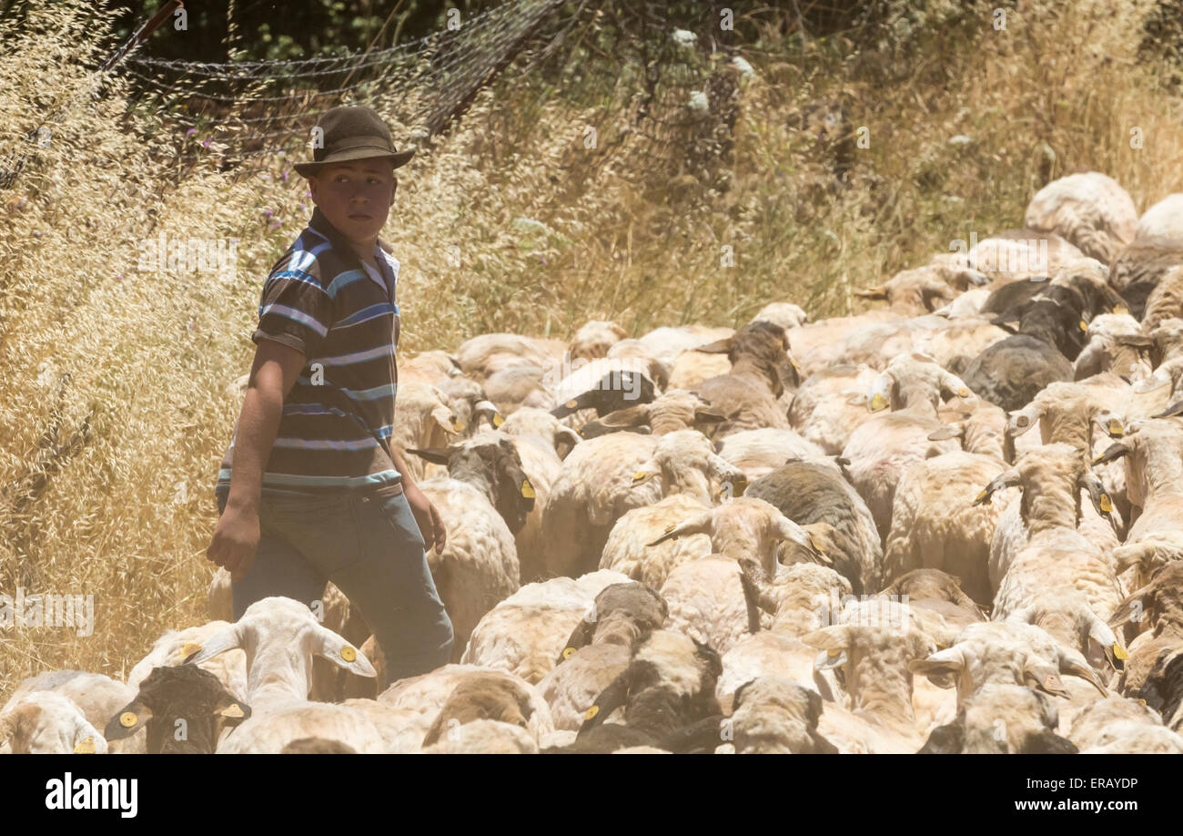 Samedi 30 mai 2015, Gran Canaria, Îles Canaries, Espagne. Un jeune berger prend son troupeau cisaillé retour aux pâturages de montagne après plus d'une trentaine d'agriculteurs se rassemblent dans le village de montagne de moutons de cisaillement à la main à l'assemblée annuelle de la 'Fiesta' laine Lana (festival) sur ' Dia de Canarias" Journée nationale des Canaries. Credit : ALANDAWSONPHOTOGRAPHY/Alamy Live News Banque D'Images