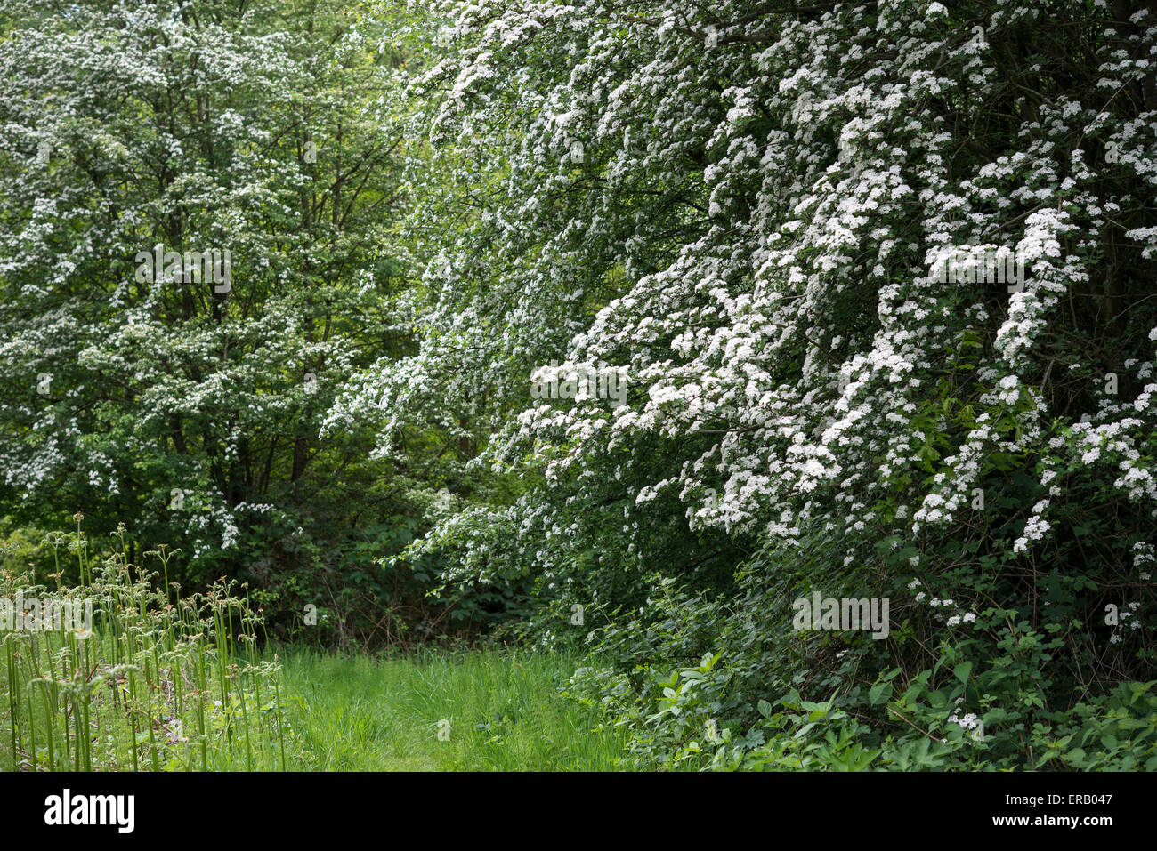 L'aubépine (Craetegus Monogyna) plein de fleurs blanches dans la campagne anglaise. Banque D'Images