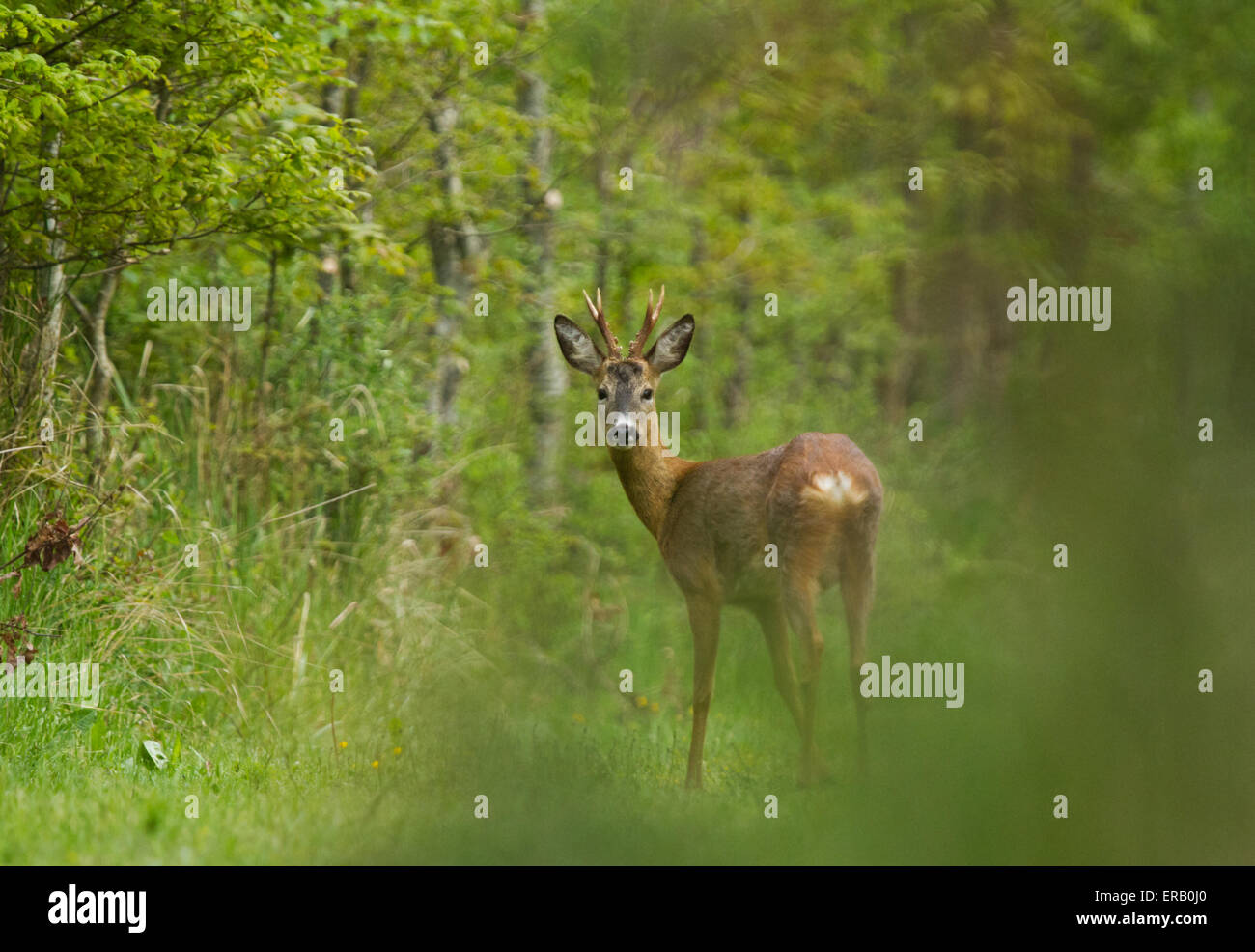 Le chevreuil mâle (buck) dans une forêt Banque D'Images