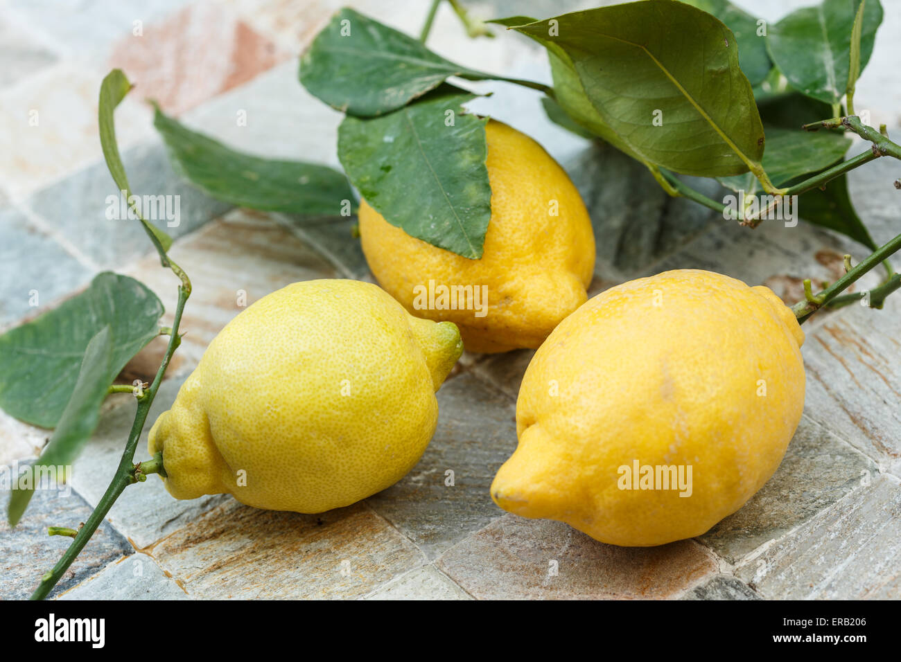 Citrons biologiques de la côte d'Amalfi (Italie) Banque D'Images