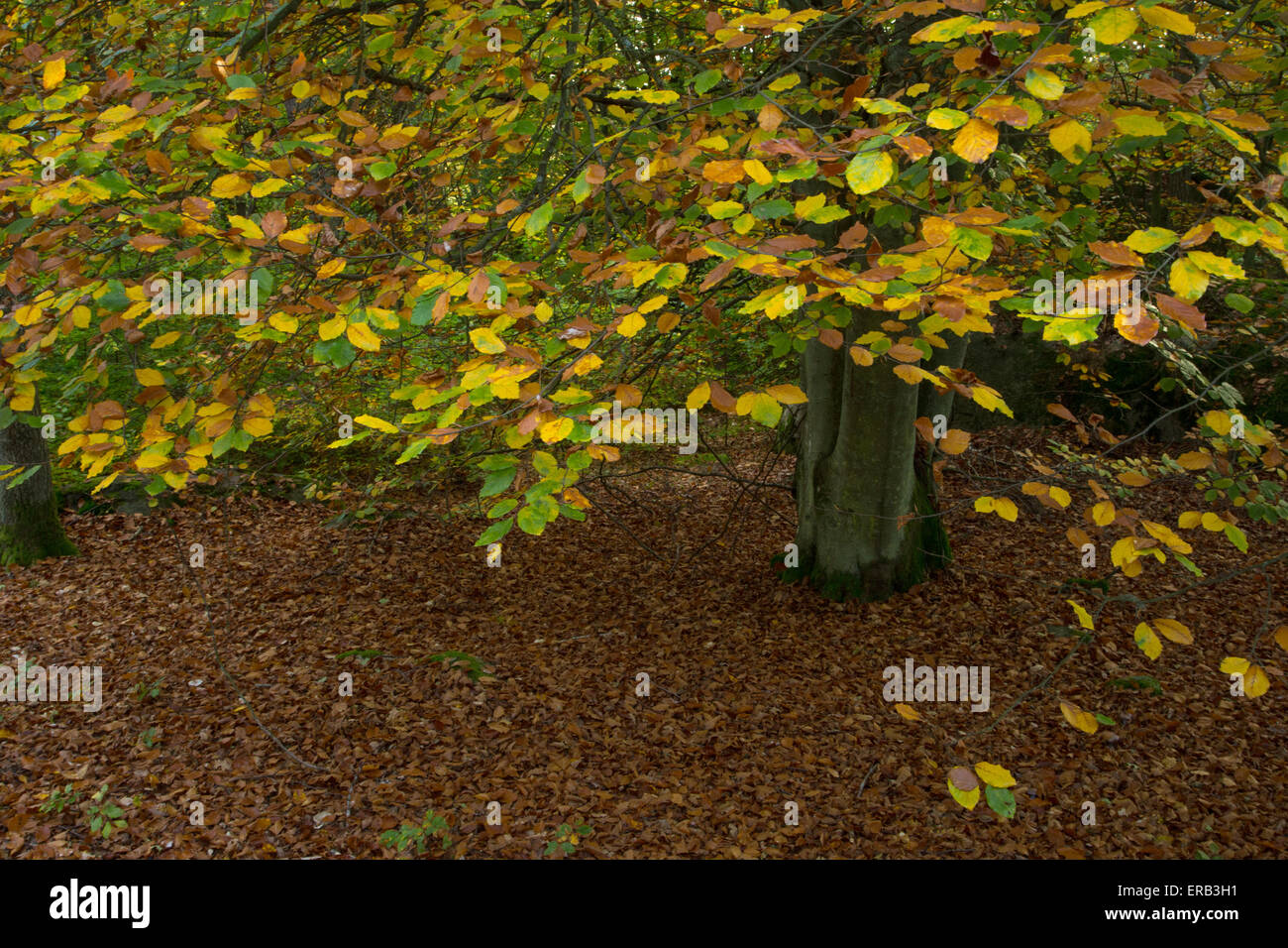 Un Beech tree en couleurs d'automne Banque D'Images