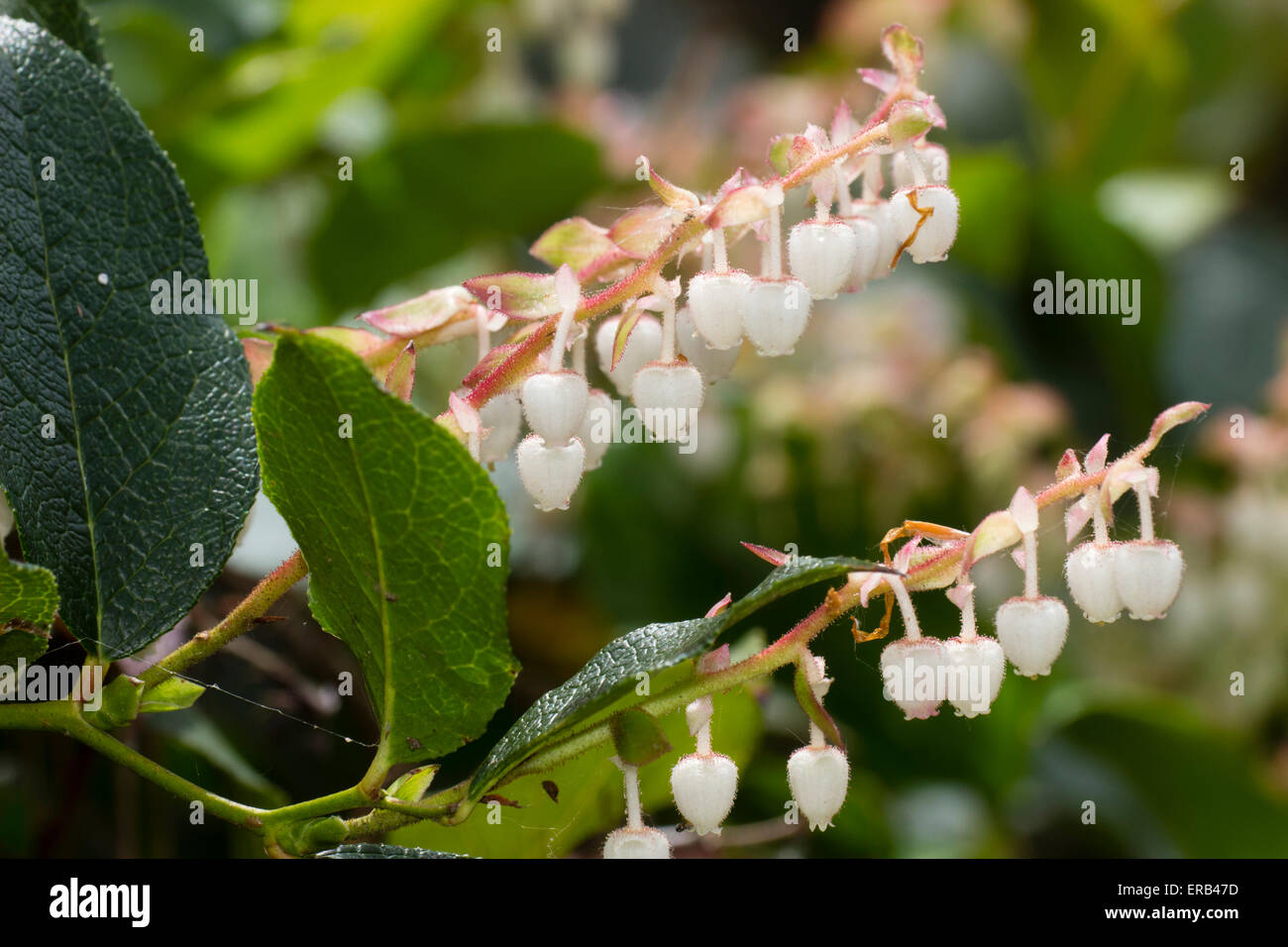 Au début de l'été les fleurs de l'arbuste, Gaultheria shallon Banque D'Images