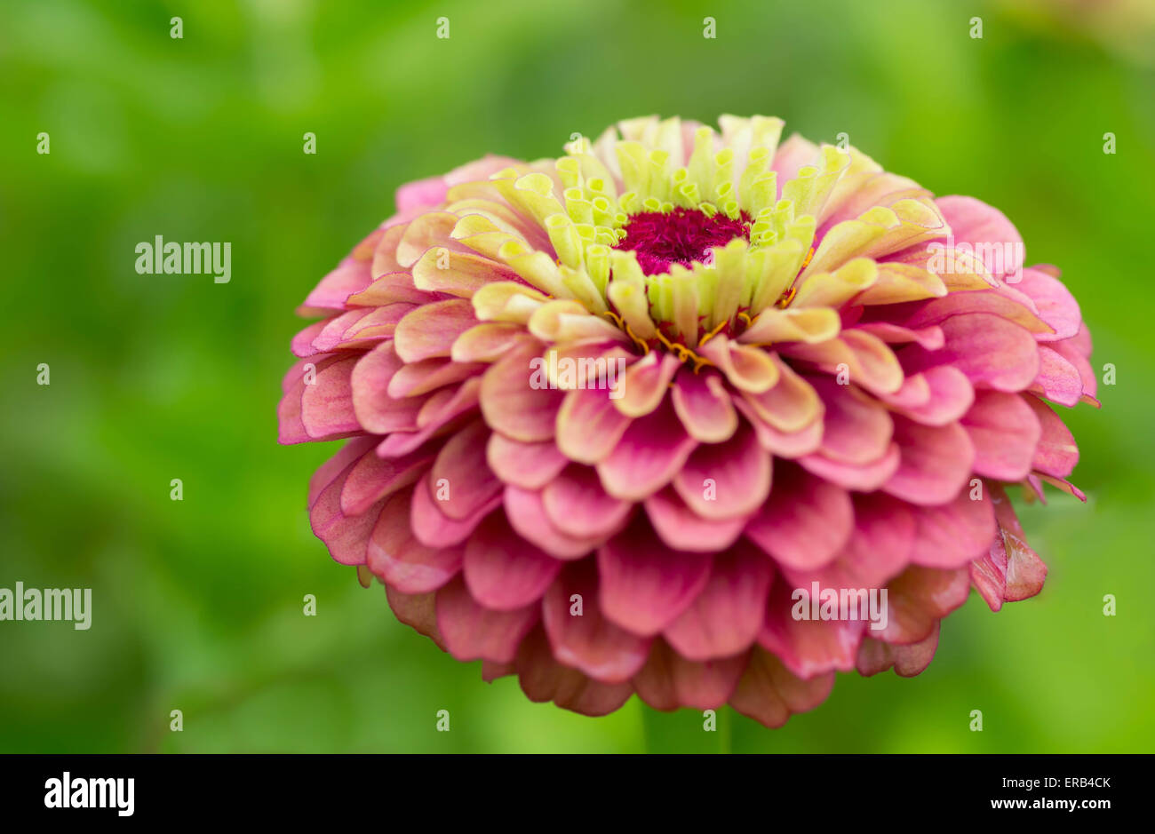Zinnia rose dans le jardin. Banque D'Images