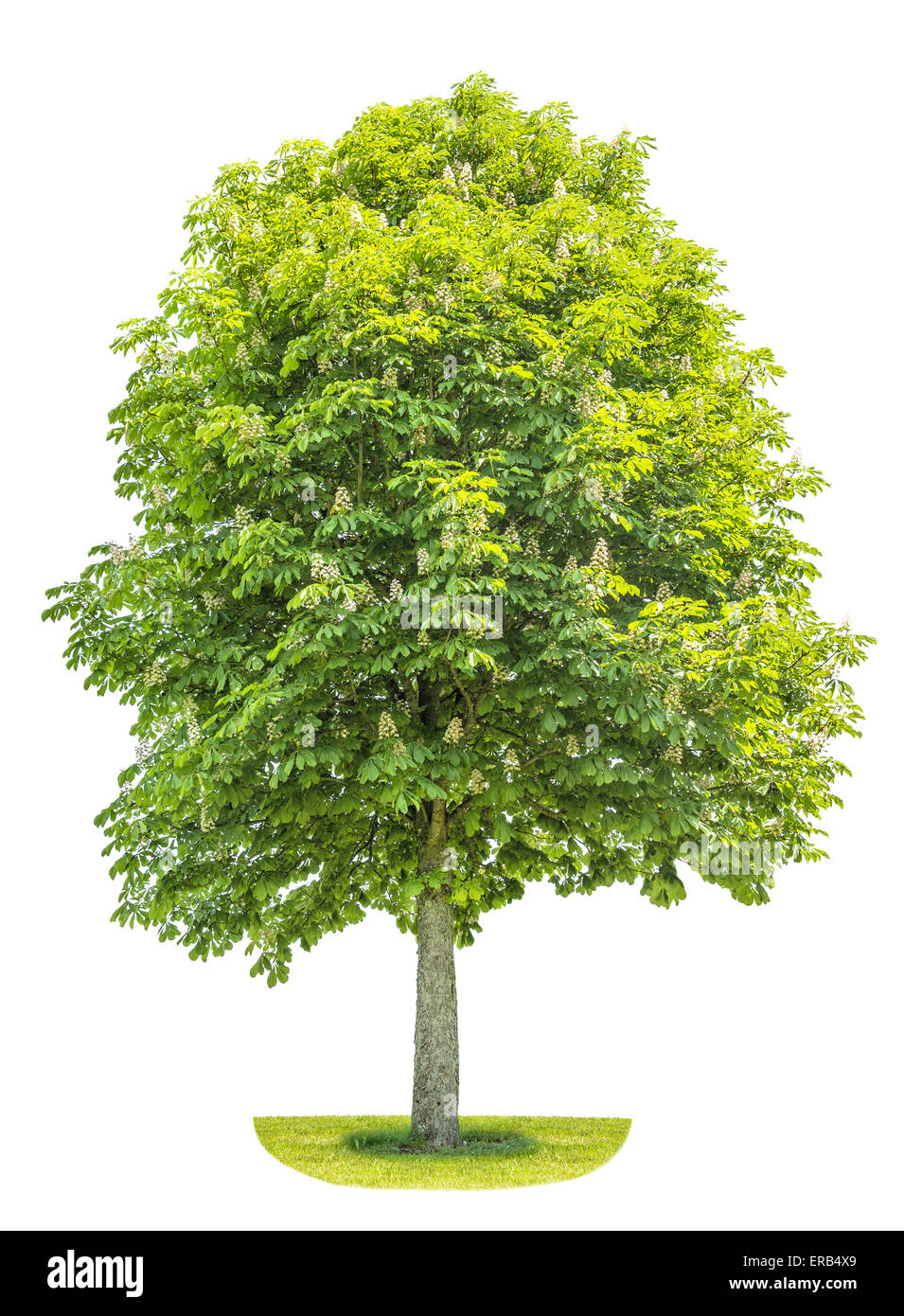 Marronnier (Aesculus hippocastanum, Conker arbre) isolé sur fond blanc. Usine de ressorts à prix coutant Lettre Banque D'Images
