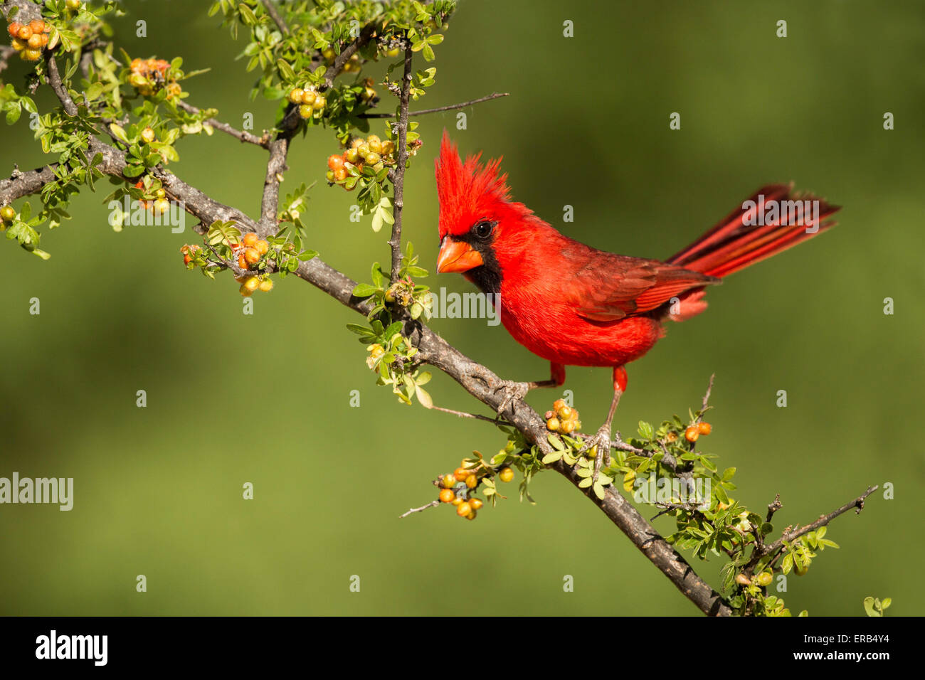 Cardinal rouge Cardinalis cardinalis Amado, dans le comté de Santa Cruz, Arizona, United States 15 mai mâle adulte perché sur Skunk Banque D'Images