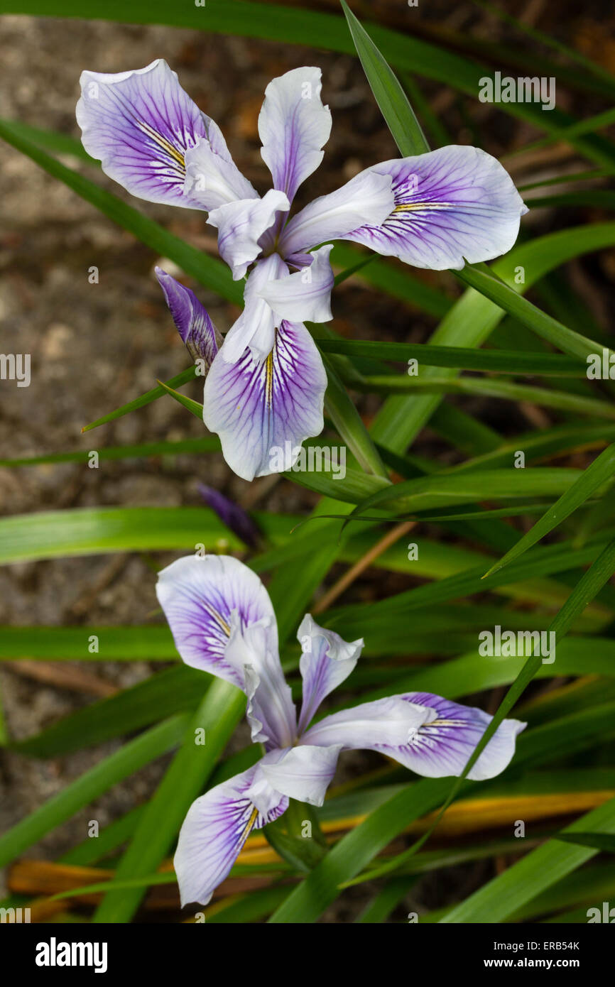 La côte du Pacifique ou californien des semis d'Iris hybride Banque D'Images