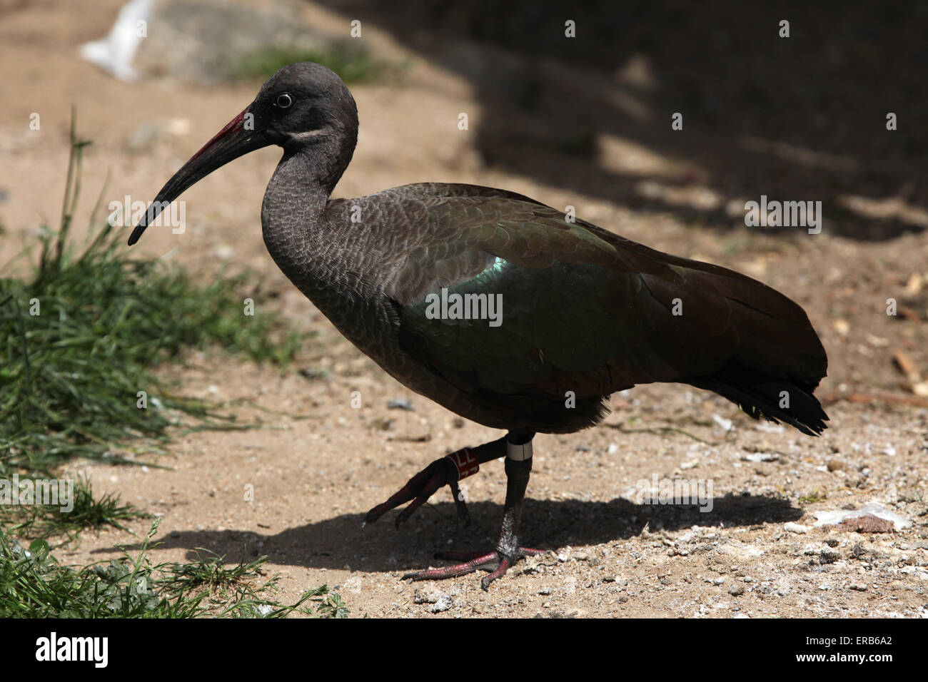 (Bostrychia hagedash Ibis hagedash), également connu sous le nom de hadeda ibis au Zoo de Prague, République tchèque. Banque D'Images