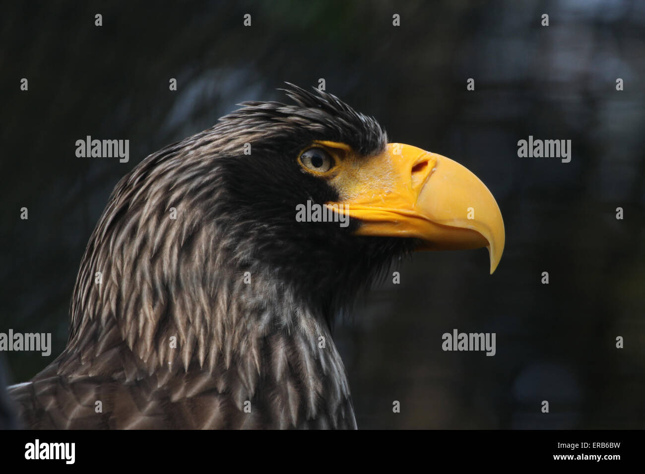 L'aigle de mer de Steller (Haliaeetus pelagicus) au Zoo de Prague, République tchèque. Banque D'Images
