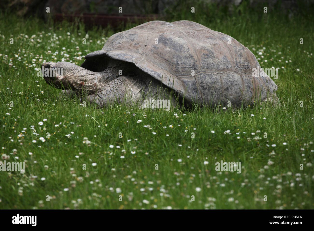 Santa Cruz de la tortue géante des Galapagos (Chelonoidis nigra porteri) au Zoo de Prague, République tchèque. Banque D'Images Santa Cruz de la tortue géante des Galapagos (Chelonoidis nigra porteri) au Zoo de Prague, République tchèque. Banque D'Images
