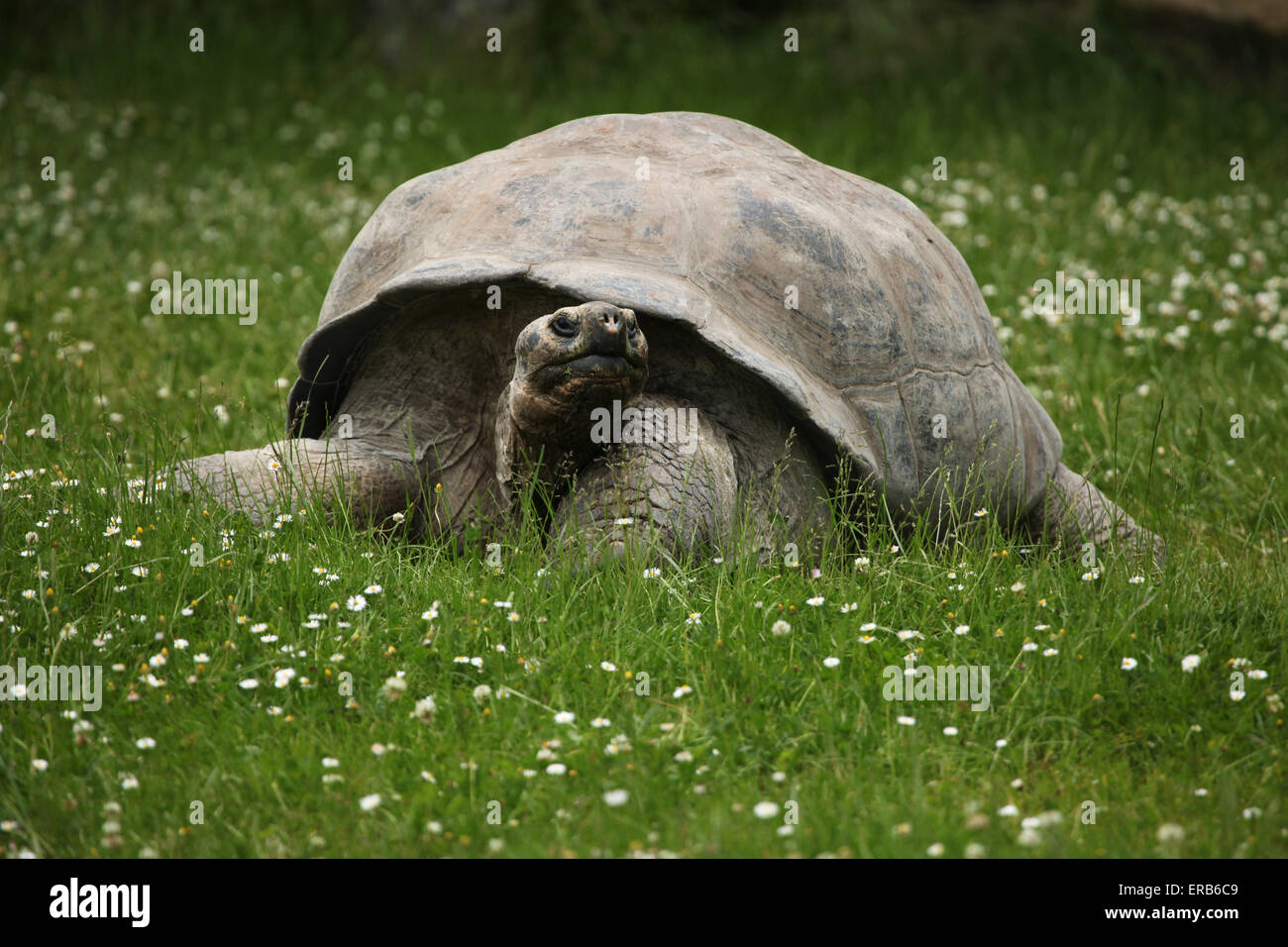 Santa Cruz de la tortue géante des Galapagos (Chelonoidis nigra porteri) au Zoo de Prague, République tchèque. Banque D'Images Santa Cruz de la tortue géante des Galapagos (Chelonoidis nigra porteri) au Zoo de Prague, République tchèque. Banque D'Images