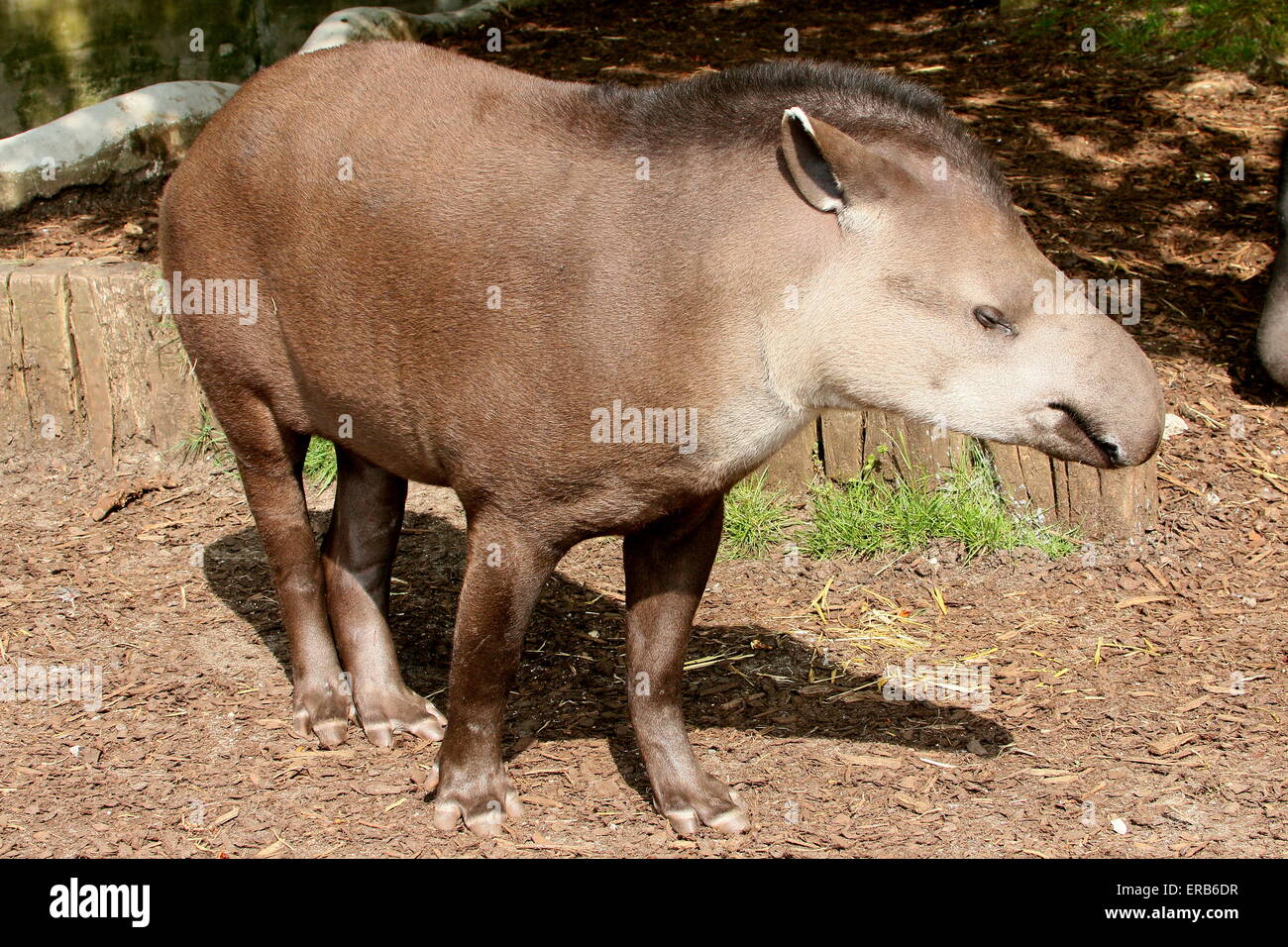 Les basses terres d'Amérique du Sud ou le tapir tapir Tapirus terrestris (brésilien) Banque D'Images