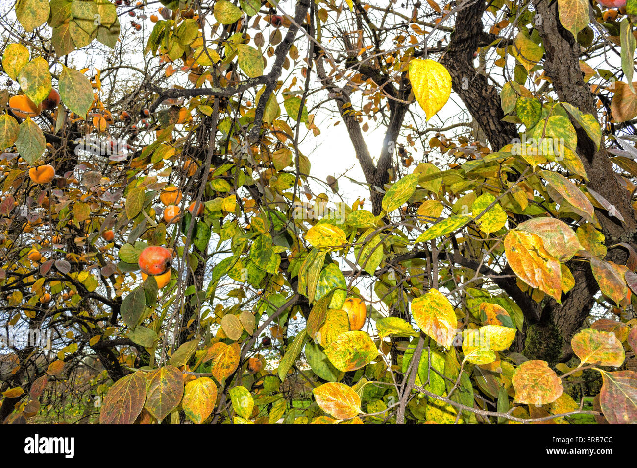 Kaki, Diospyros kaki, arbre : branches brun et d'orange entre les feuilles vertes en campagne italienne Banque D'Images