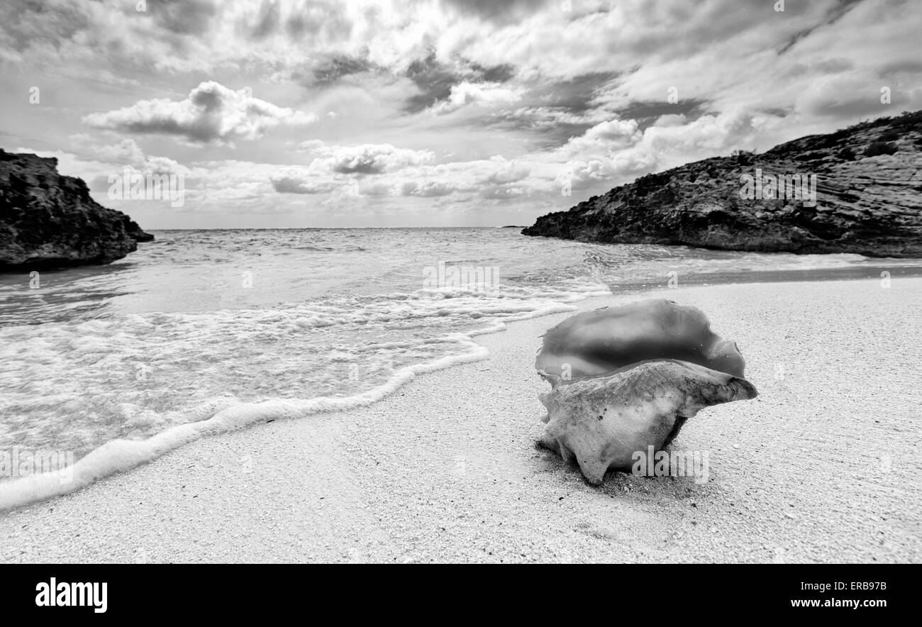 Le lambi shell sur la plage Banque D'Images