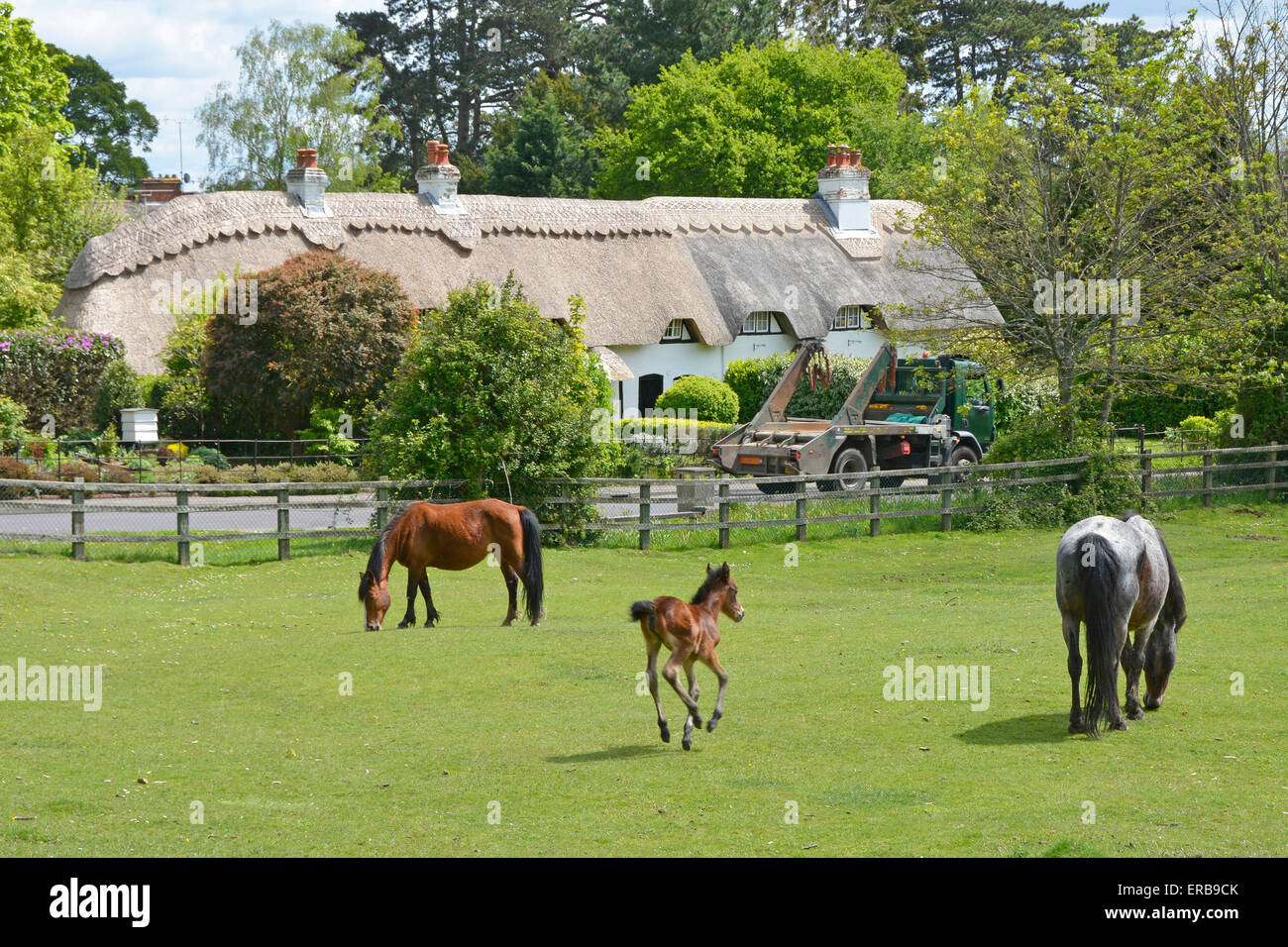 New Forest foal galops vers jument effrayés par sauter camion sur la grille de bétail texte de signe sur le toit de chaume enlevé Swan Green Hampshire Angleterre Banque D'Images