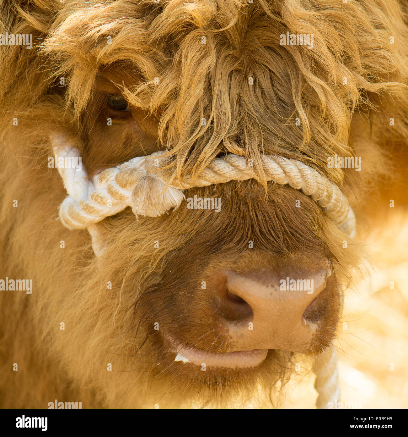 Veau de vache Highland - gros plan portrait Banque D'Images