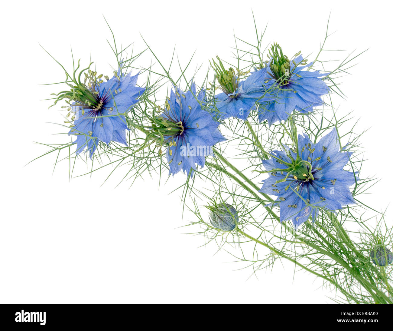 Beau Chalet jardin plante. Love-dans-un-mist Nigella damascena. Isolé sur blanc. Banque D'Images