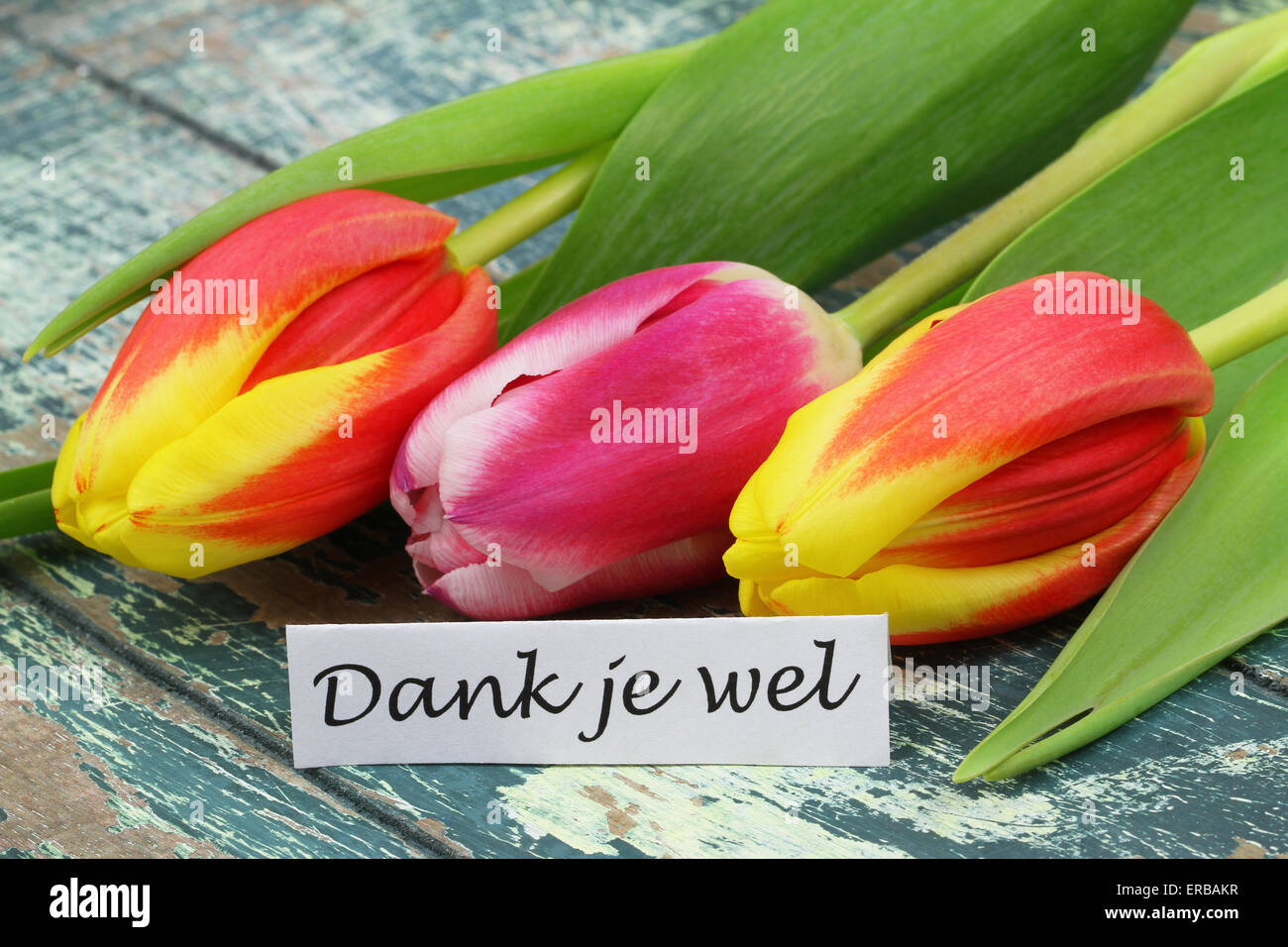 Dank je wel (ce qui signifie merci en néerlandais) Carte avec tulipes colorées Banque D'Images