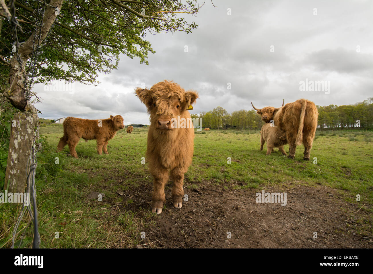 En Ecosse Highland cattle - vache avec les veaux Banque D'Images