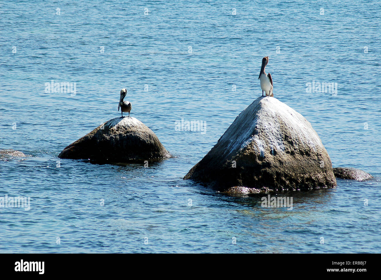Coin des oiseaux sur les rochers, près de l'Acapulco, Mexique. Banque D'Images