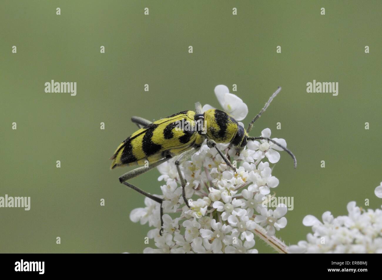 - Cerambycid Beetle Wasp (Chlorophorus varius) sur umbellifer en été Provence - France Banque D'Images