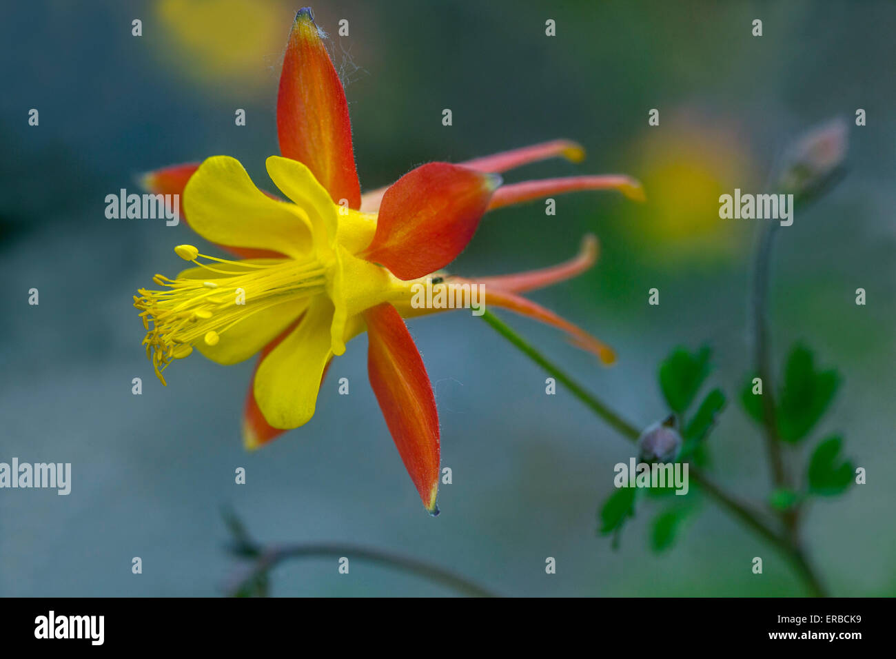 WESTERN Red Columbine Aquilegia elegantula fleurs rouge jaune orange Banque D'Images
