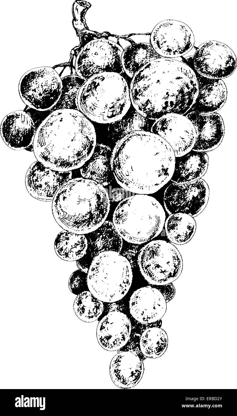 Raisins Illustration de Vecteur