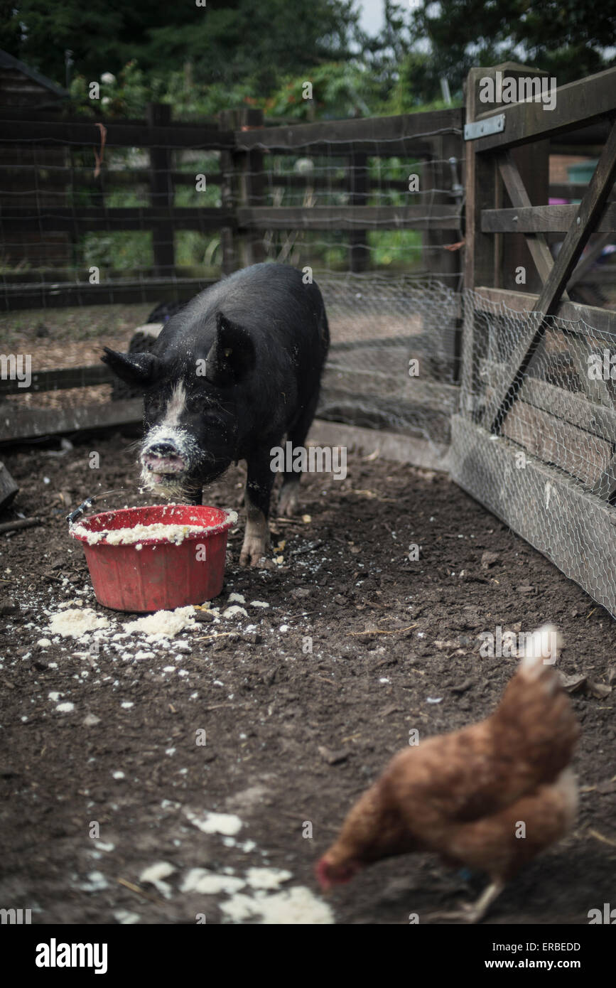 L'alimentation de porc noir à partir d'un seau rouge sur une ferme, avec un poulet à l'avant-plan de bec à l'alimentation du porc Banque D'Images