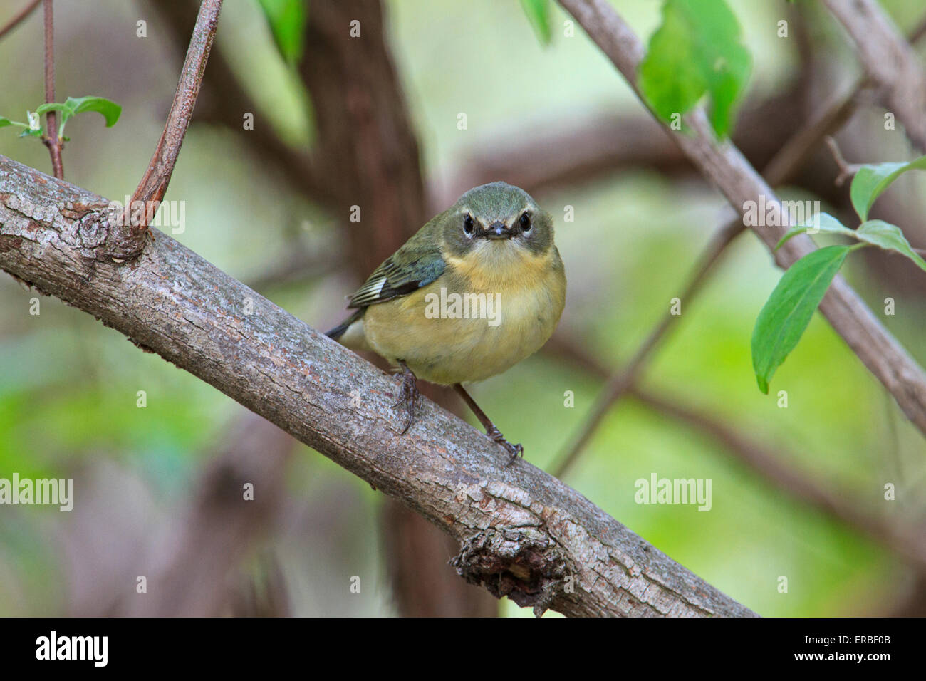 Femme paruline bleue (Setophaga caerulescens) dans les arbres. Banque D'Images