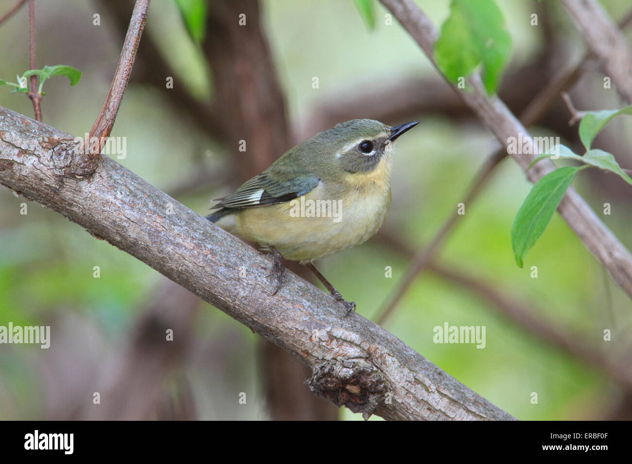 Femme paruline bleue (Setophaga caerulescens) dans les arbres. Banque D'Images