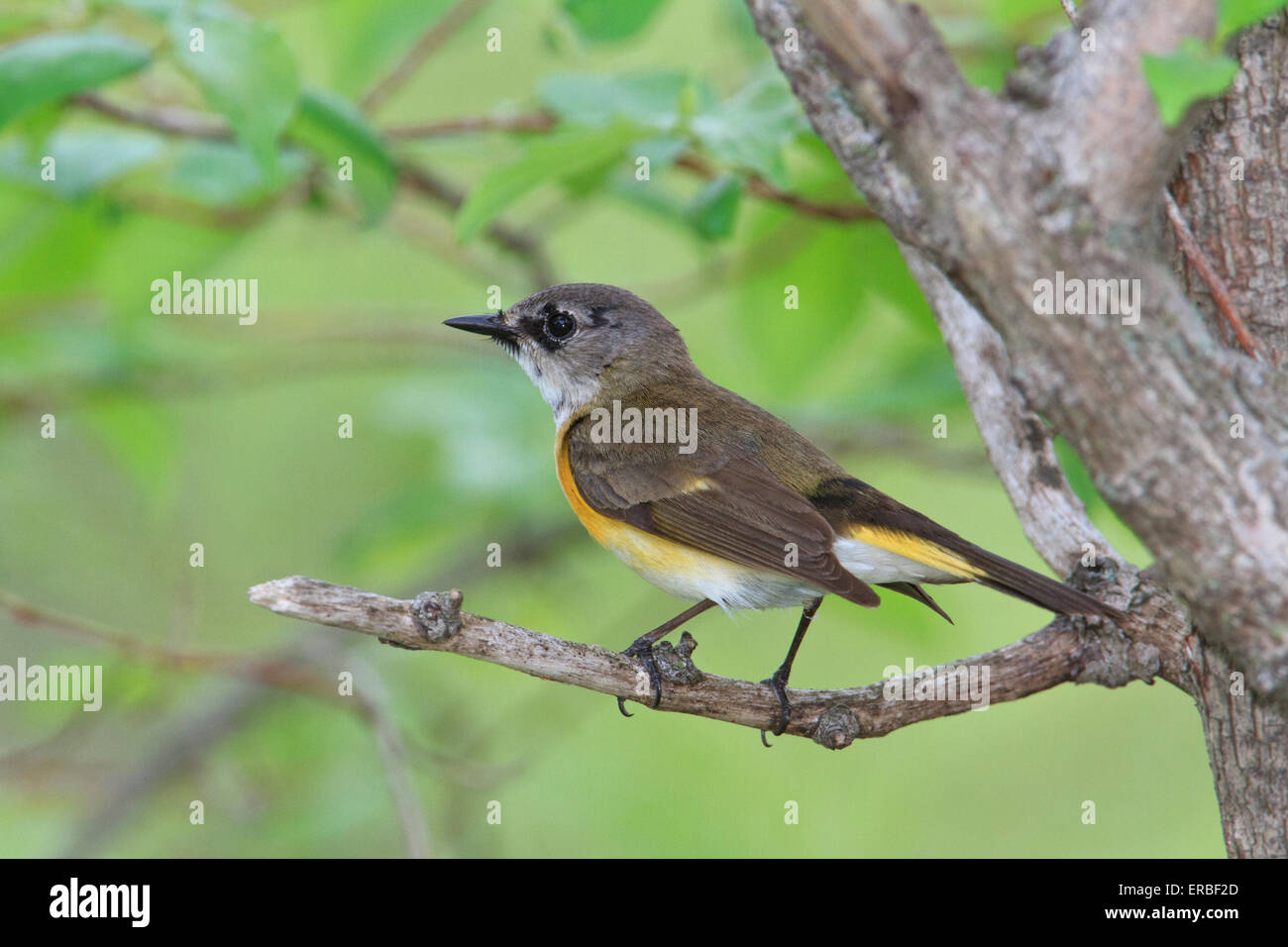 Femme Paruline flamboyante (Setophaga ruticilla) Banque D'Images