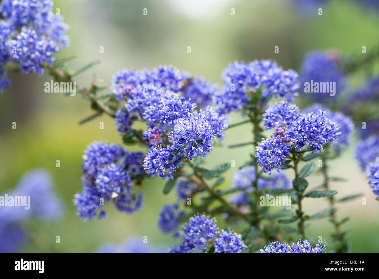 Ceanothus x veitchianus des fleurs au printemps. Banque D'Images