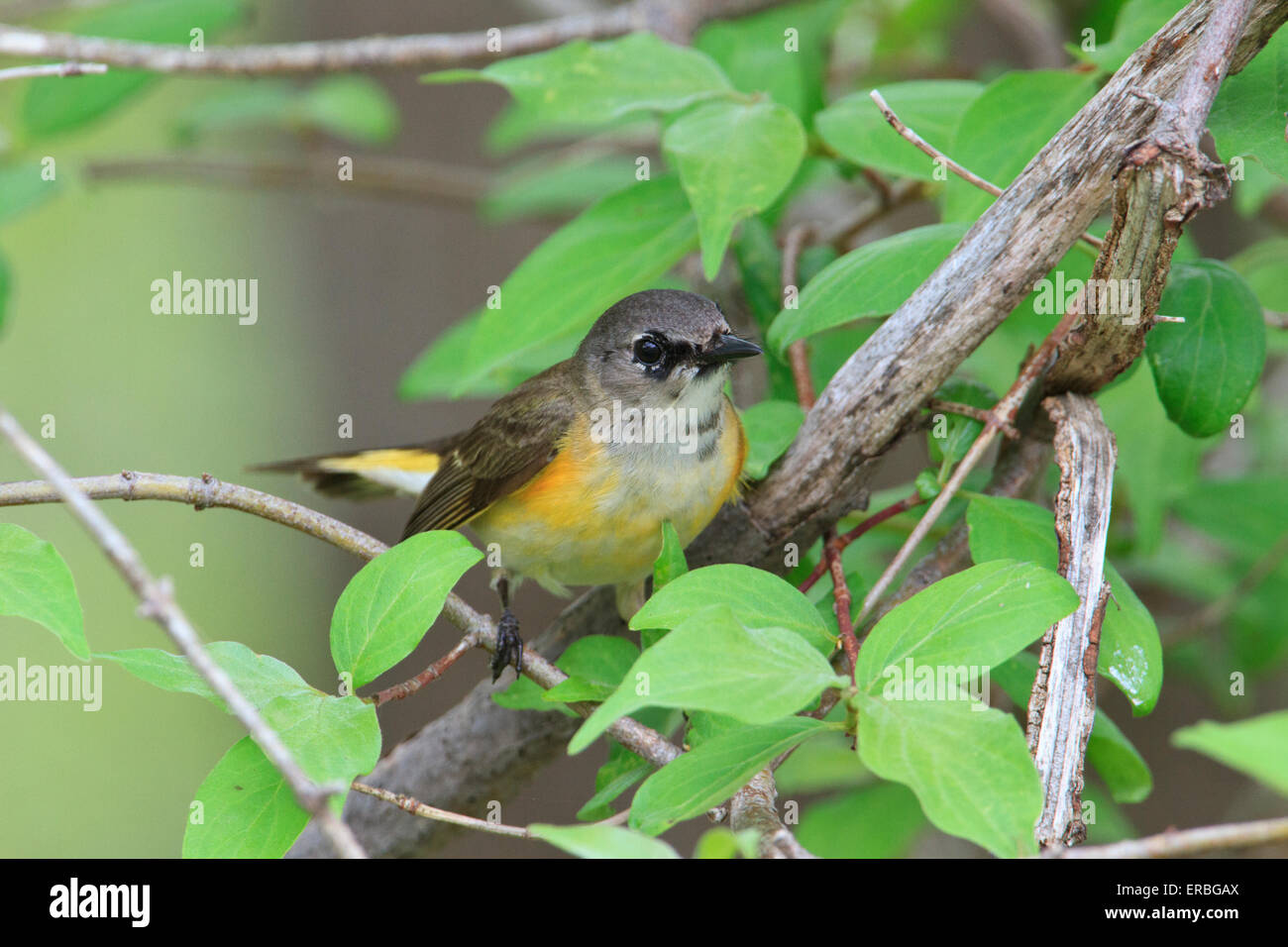 Femme Paruline flamboyante (Setophaga ruticilla) Banque D'Images