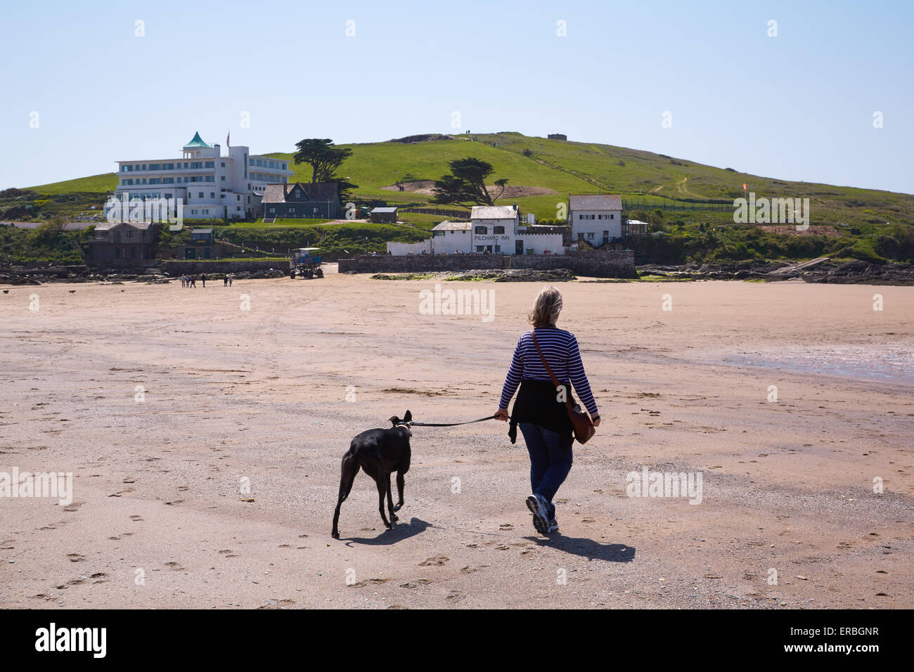 Marcher un lévrier sur la plage à Bigbury-on-Sea. Ile de Burgh et l'Art Déco de l'hôtel Ile de Burgh dans l'arrière-plan, Banque D'Images