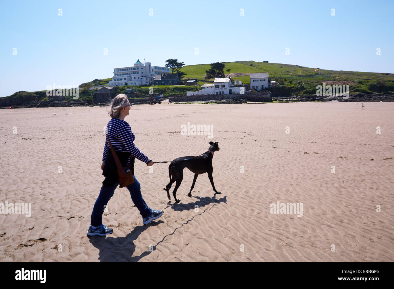 Marcher un lévrier sur la plage à Bigbury-on-Sea. Ile de Burgh et l'Art Déco de l'hôtel Ile de Burgh dans l'arrière-plan, Banque D'Images