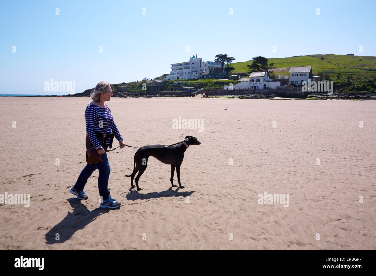 Marcher un lévrier sur la plage à Bigbury-on-Sea. Ile de Burgh et l'Art Déco de l'hôtel Ile de Burgh dans l'arrière-plan, Banque D'Images