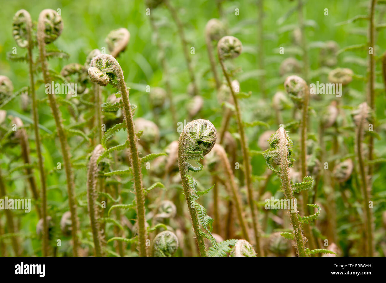 Neue flora Banque de photographies et d'images à haute résolution - Alamy